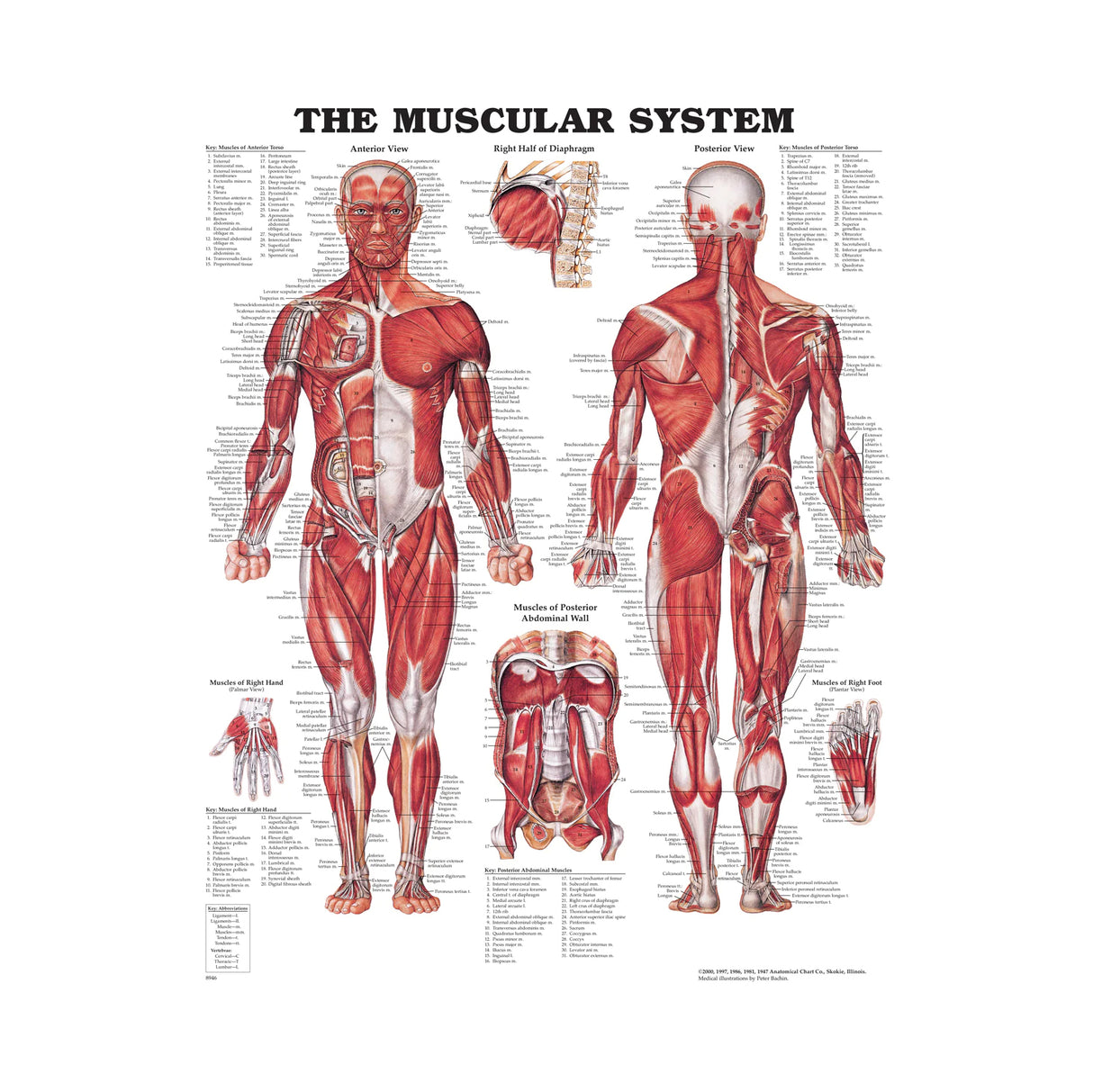 The Muscular System