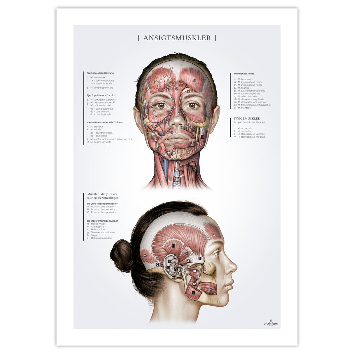 Ansigtsmuskler (Kvinde) (50 x 70 cm)