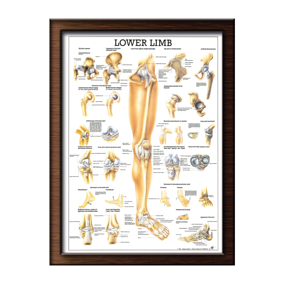 Lower Limb Lettering The Lower Limb (24 x 34 cm) (Anatomiplakat)