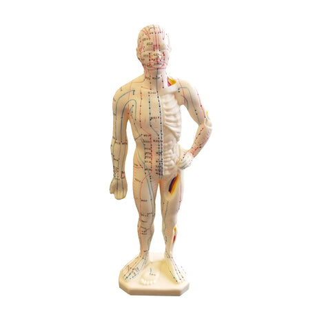 Mand på 26 cm med akupunkturpunkter og meridianer Manden levers med fod så den også kan bruges til udsmykning af klinik.